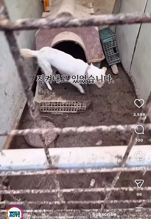 꼬리를 흔들며 죽음을 앞둔 엄마 개 현장 사진