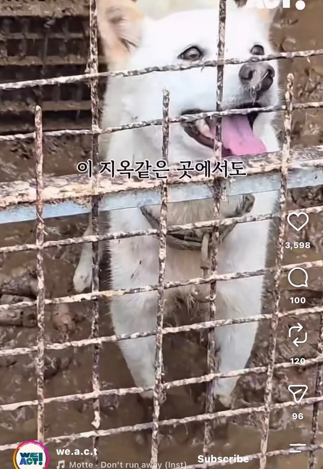 꼬리를 흔들며 죽음을 앞둔 엄마 개 현장 사진