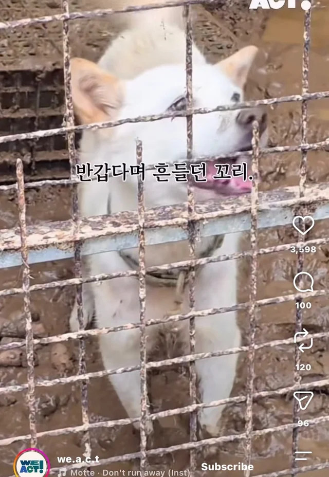 꼬리를 흔들며 죽음을 앞둔 엄마 개 현장 사진
