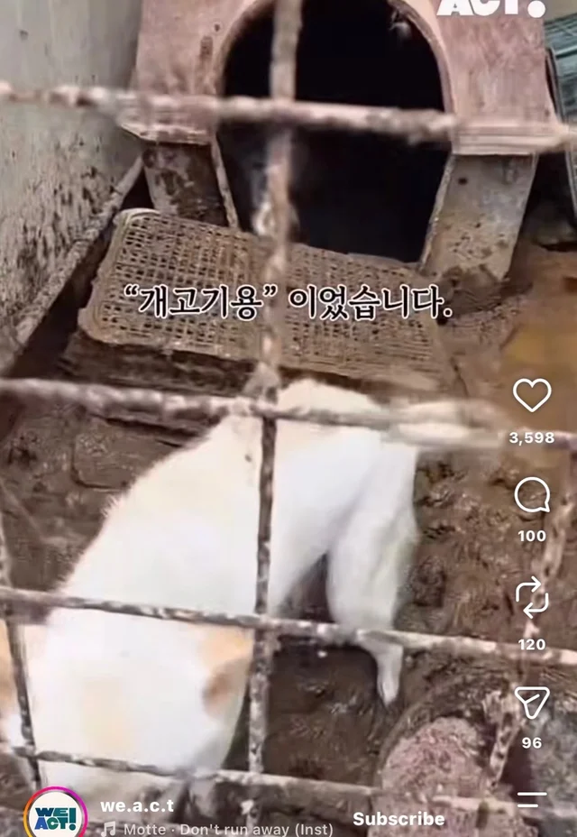 꼬리를 흔들며 죽음을 앞둔 엄마 개 현장 사진