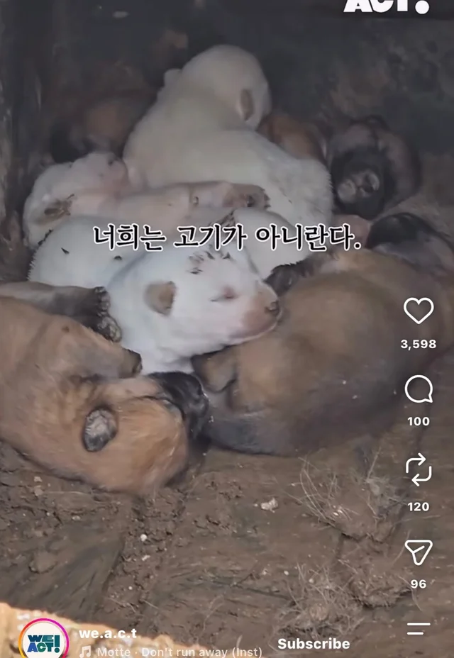 꼬리를 흔들며 죽음을 앞둔 엄마 개 현장 사진