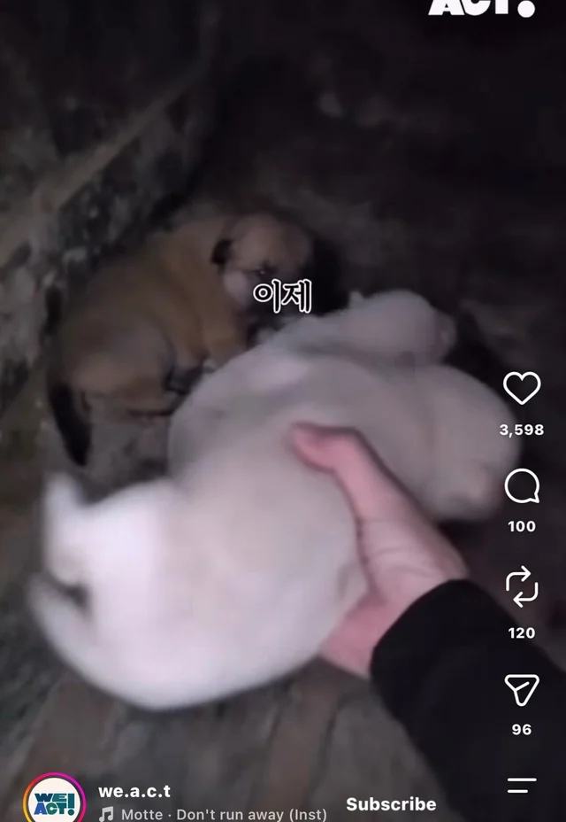 꼬리를 흔들며 죽음을 앞둔 엄마 개 현장 사진