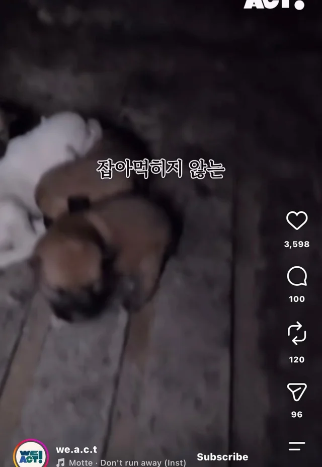 꼬리를 흔들며 죽음을 앞둔 엄마 개 현장 사진