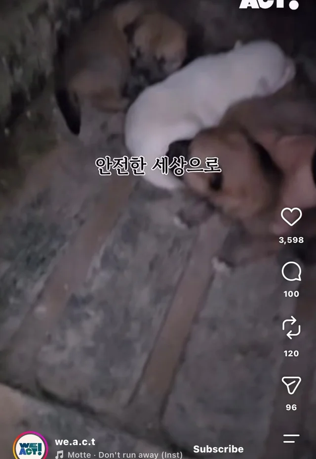 꼬리를 흔들며 죽음을 앞둔 엄마 개 현장 사진