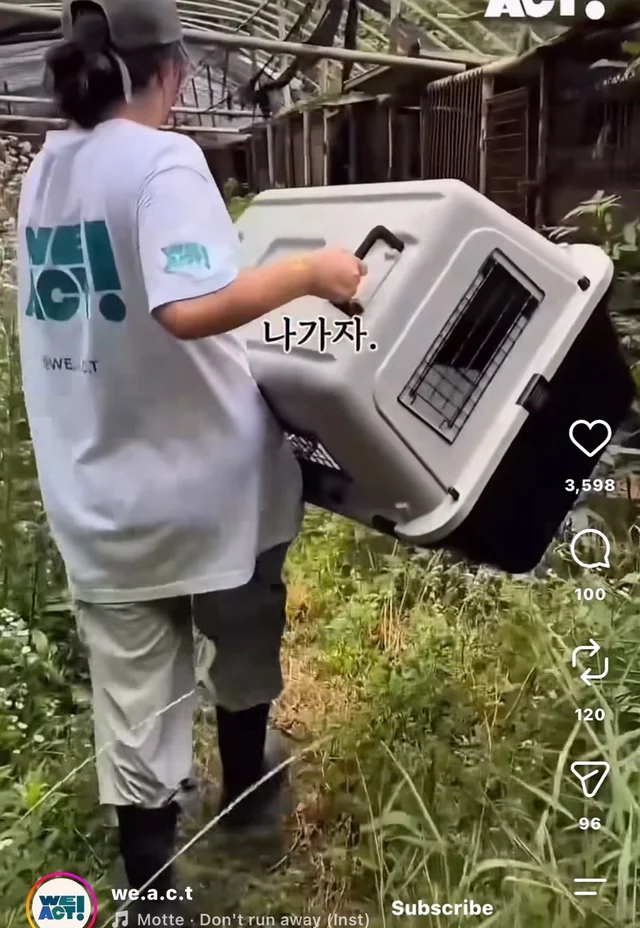 꼬리를 흔들며 죽음을 앞둔 엄마 개 현장 사진