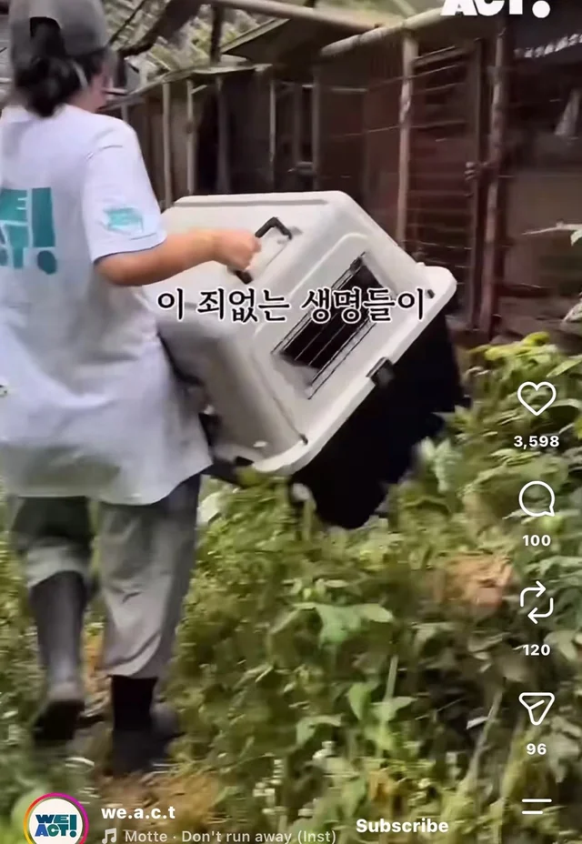 꼬리를 흔들며 죽음을 앞둔 엄마 개 현장 사진