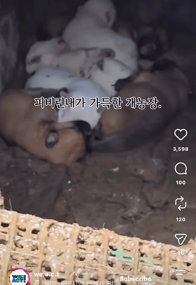 꼬리를 흔들며 죽음을 앞둔 엄마 개 현장 사진