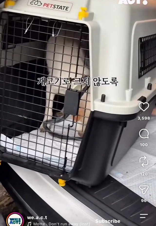 꼬리를 흔들며 죽음을 앞둔 엄마 개 현장 사진