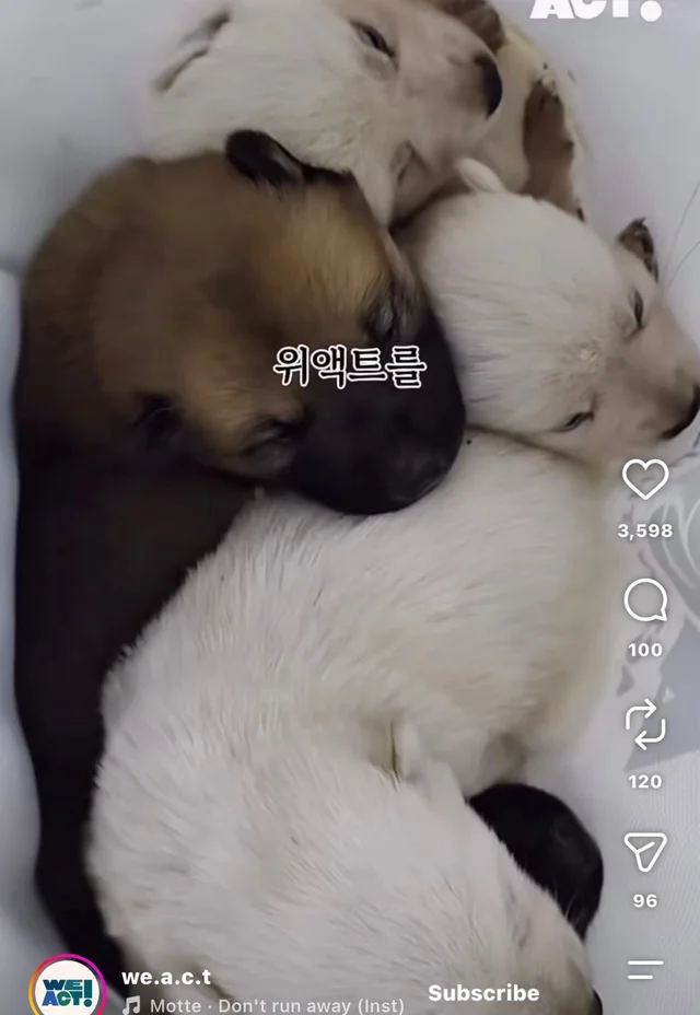 꼬리를 흔들며 죽음을 앞둔 엄마 개 현장 사진