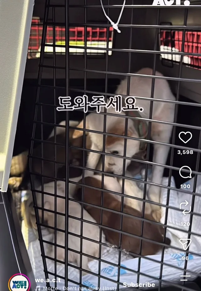 꼬리를 흔들며 죽음을 앞둔 엄마 개 현장 사진