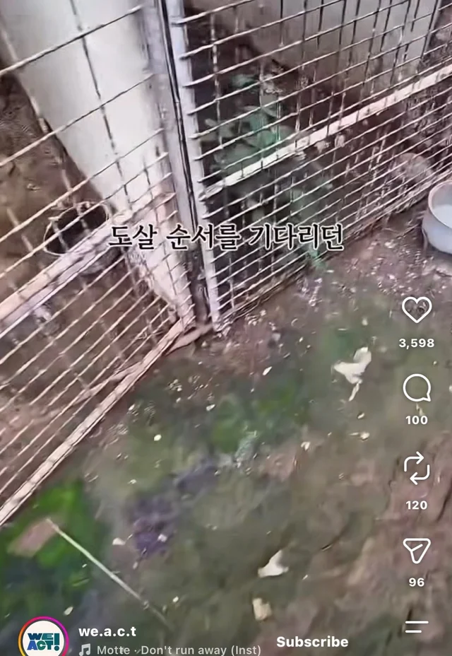 꼬리를 흔들며 죽음을 앞둔 엄마 개 현장 사진