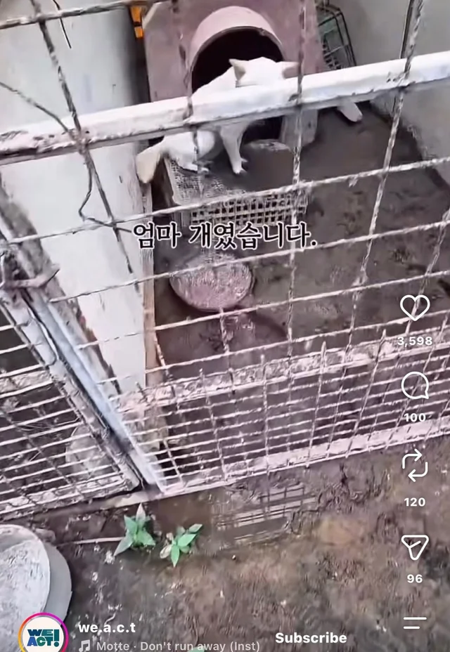 꼬리를 흔들며 죽음을 앞둔 엄마 개 현장 사진