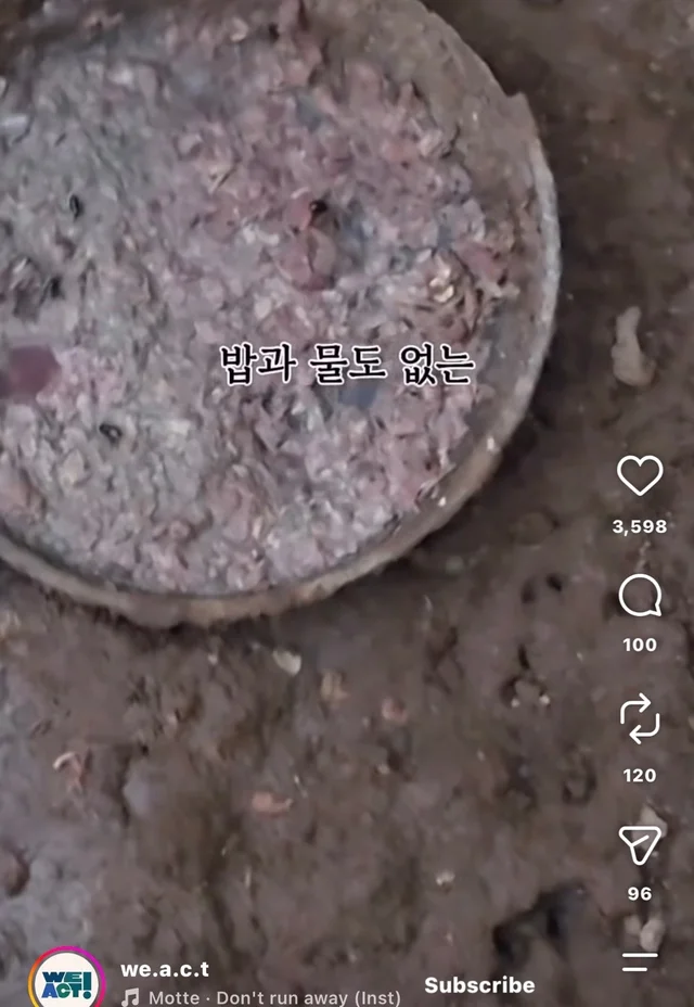 꼬리를 흔들며 죽음을 앞둔 엄마 개 현장 사진