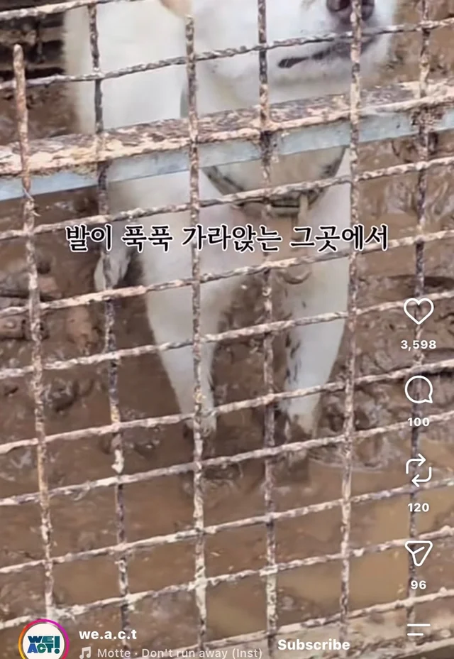 꼬리를 흔들며 죽음을 앞둔 엄마 개 현장 사진