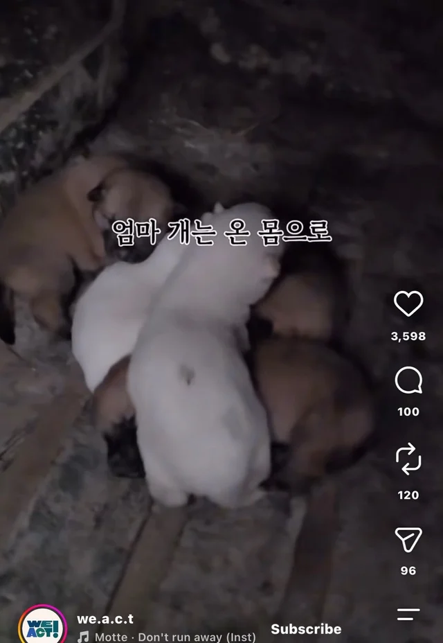 꼬리를 흔들며 죽음을 앞둔 엄마 개 현장 사진