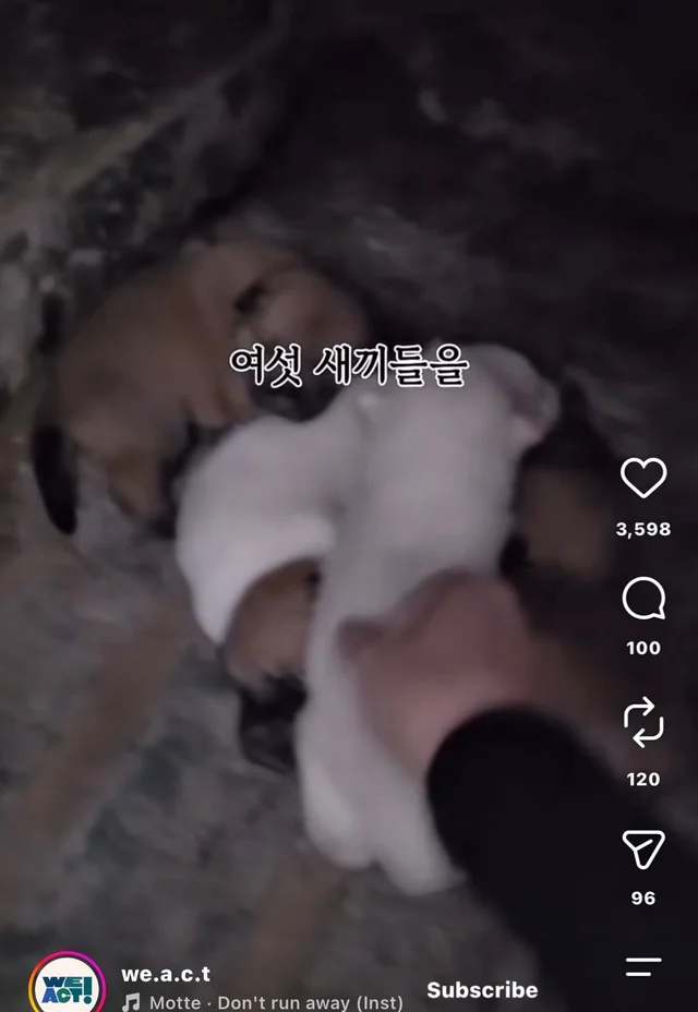 꼬리를 흔들며 죽음을 앞둔 엄마 개 현장 사진