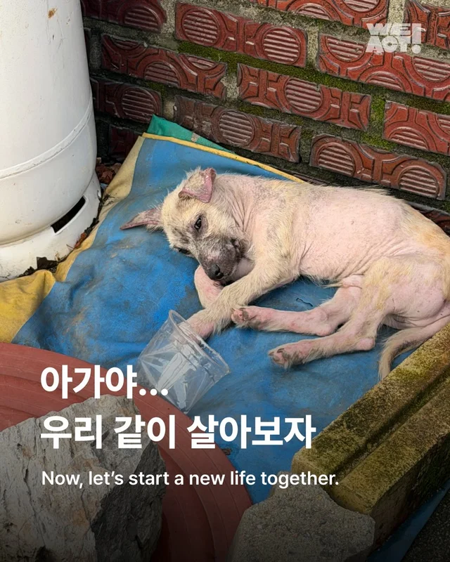 괴산방치견 현장 사진