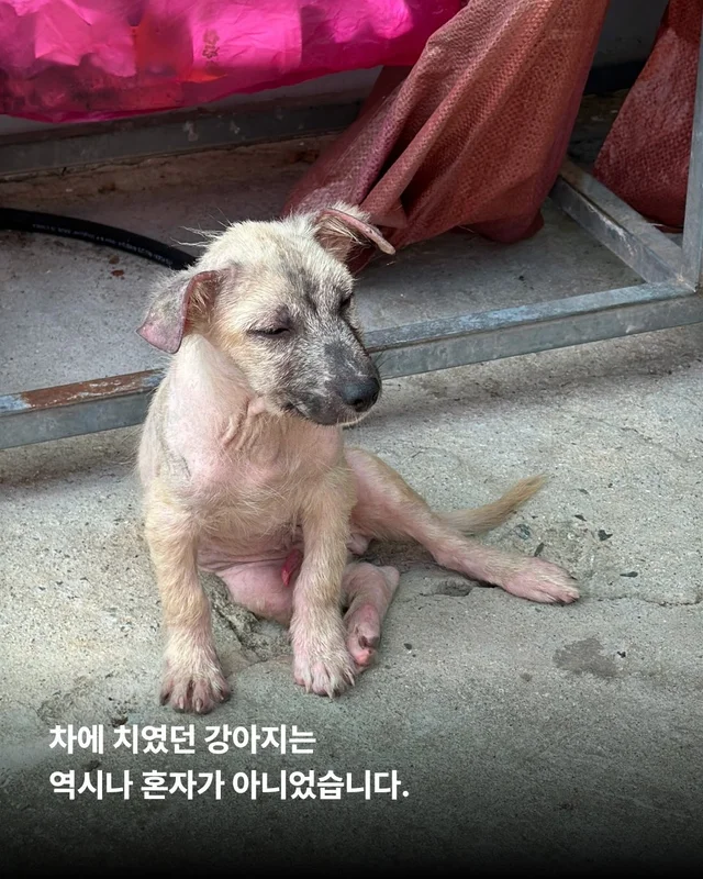 괴산방치견 현장 사진