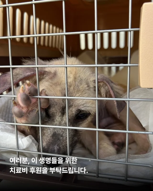 괴산방치견 현장 사진