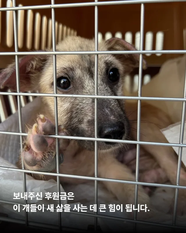 괴산방치견 현장 사진