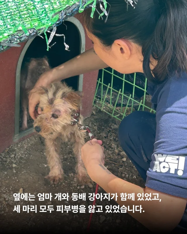 괴산방치견 현장 사진