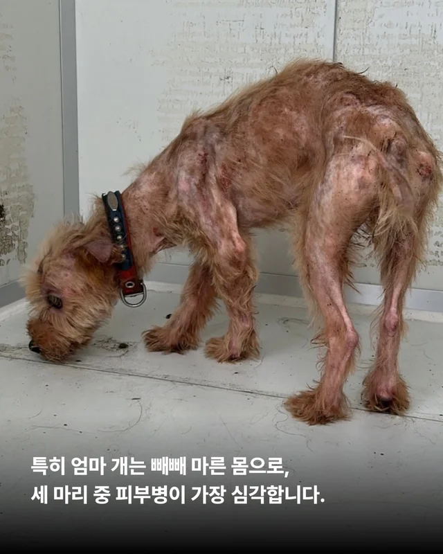 괴산방치견 현장 사진