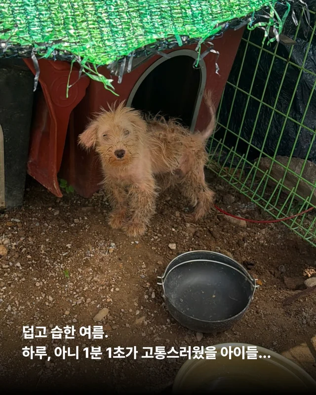괴산방치견 현장 사진