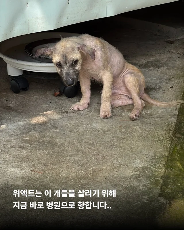 괴산방치견 현장 사진