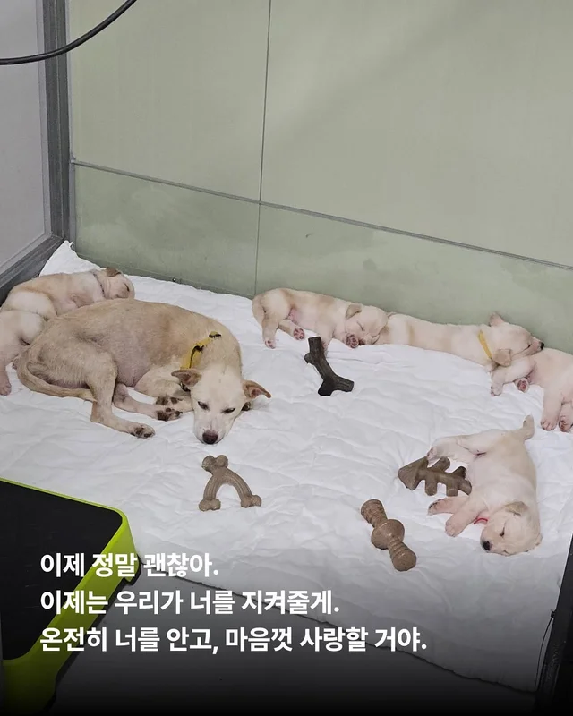 화성피부병가족, 위액트예원 현장 사진