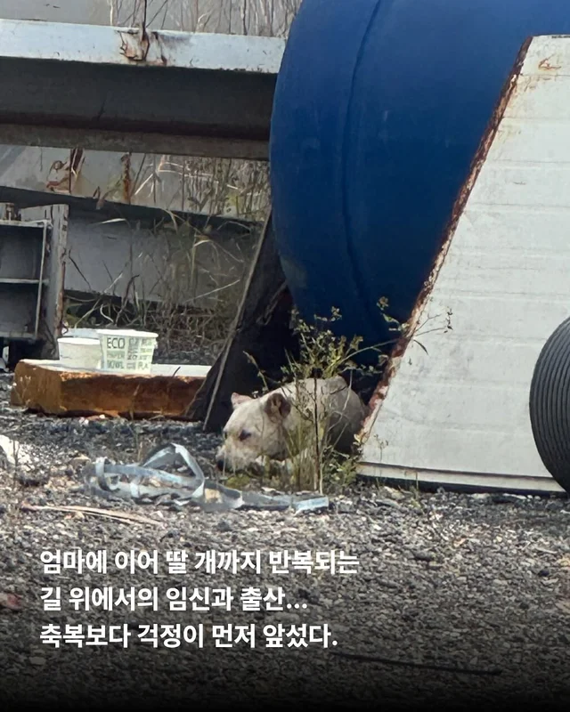 화성피부병가족, 위액트예원 현장 사진