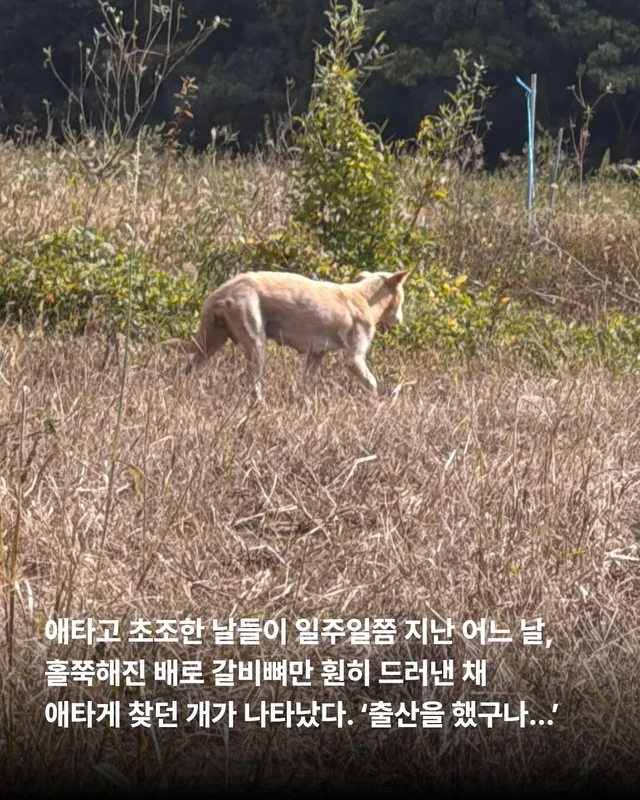 화성피부병가족, 위액트예원 현장 사진