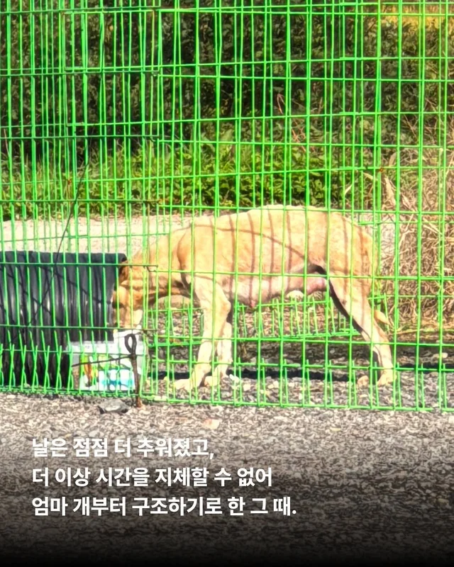 화성피부병가족, 위액트예원 현장 사진