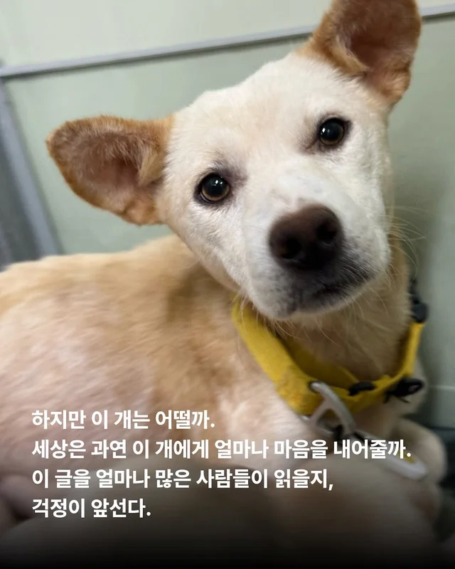 화성피부병가족, 위액트예원 현장 사진