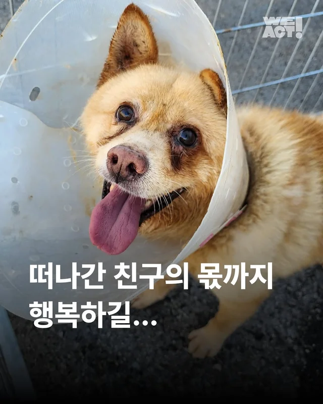 정읍구더기견...- 위액트 푸치 현장 사진