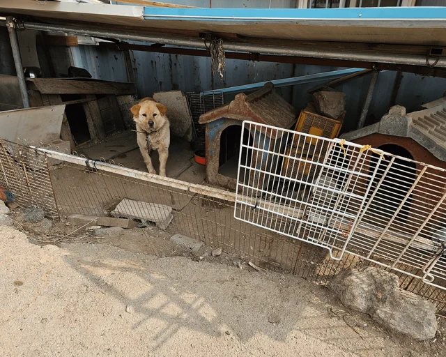1미터목줄의삶 현장 사진