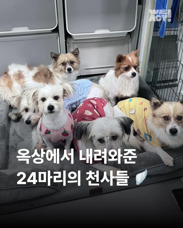 가파른 옥상에서 구조된 24마리의 기적 현장 사진