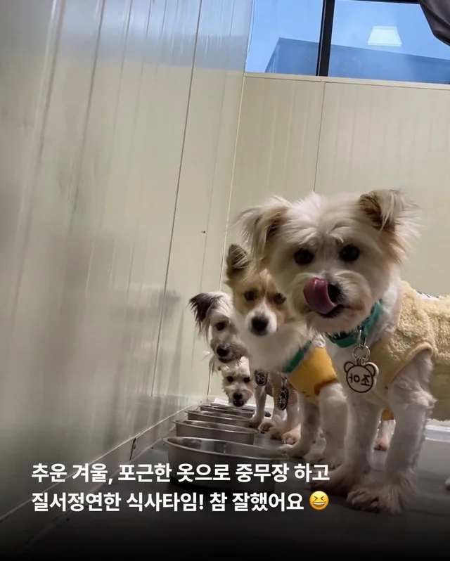 가파른 옥상에서 구조된 24마리의 기적 현장 사진