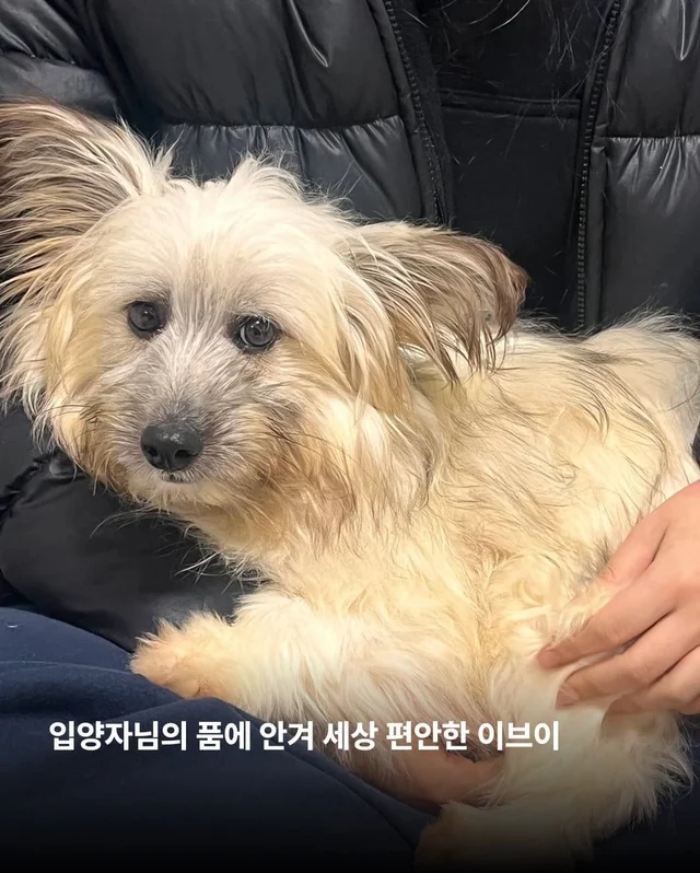 가파른 옥상에서 구조된 24마리의 기적 현장 사진