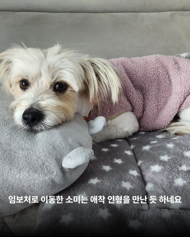 가파른 옥상에서 구조된 24마리의 기적 현장 사진