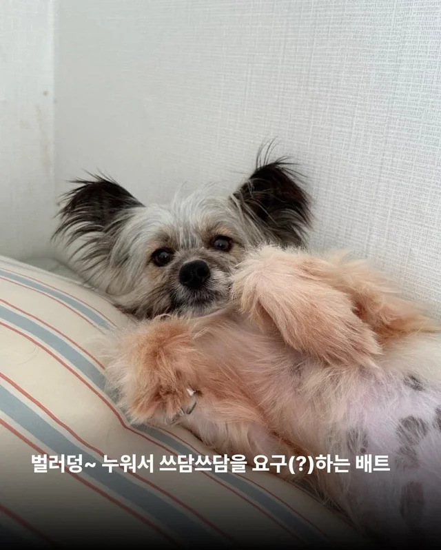 가파른 옥상에서 구조된 24마리의 기적 현장 사진