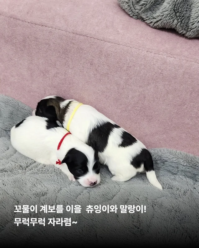 가파른 옥상에서 구조된 24마리의 기적 현장 사진