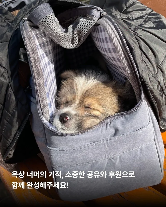 가파른 옥상에서 구조된 24마리의 기적 현장 사진