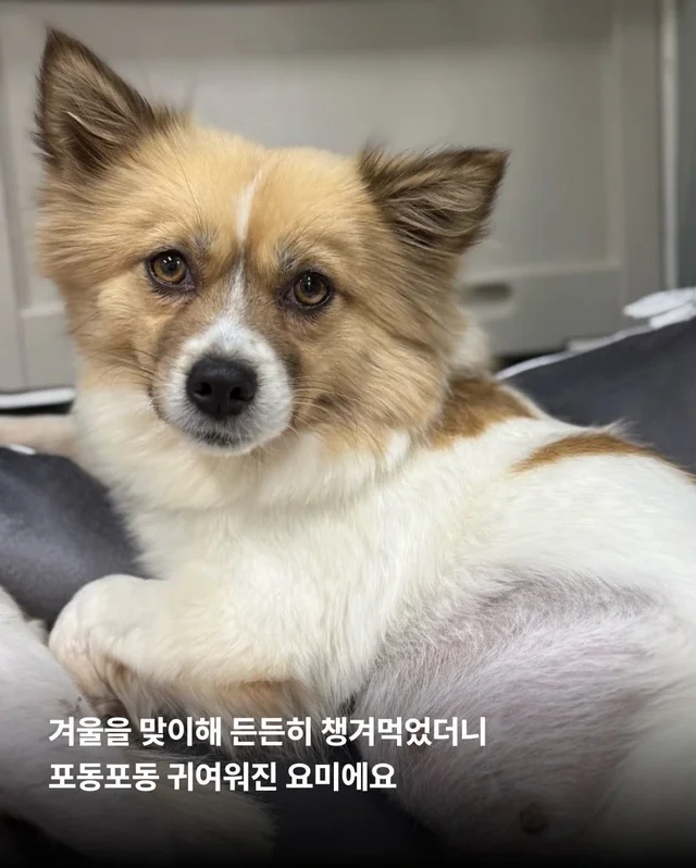 가파른 옥상에서 구조된 24마리의 기적 현장 사진