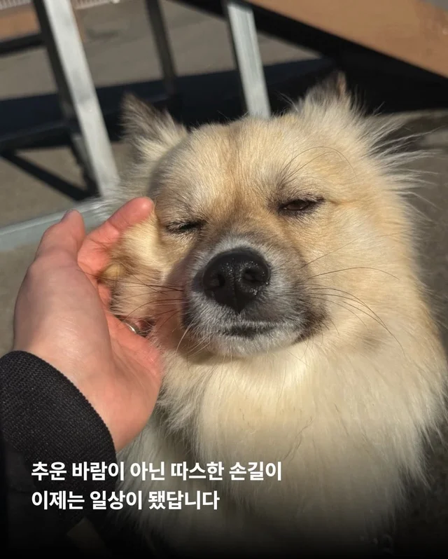 가파른 옥상에서 구조된 24마리의 기적 현장 사진