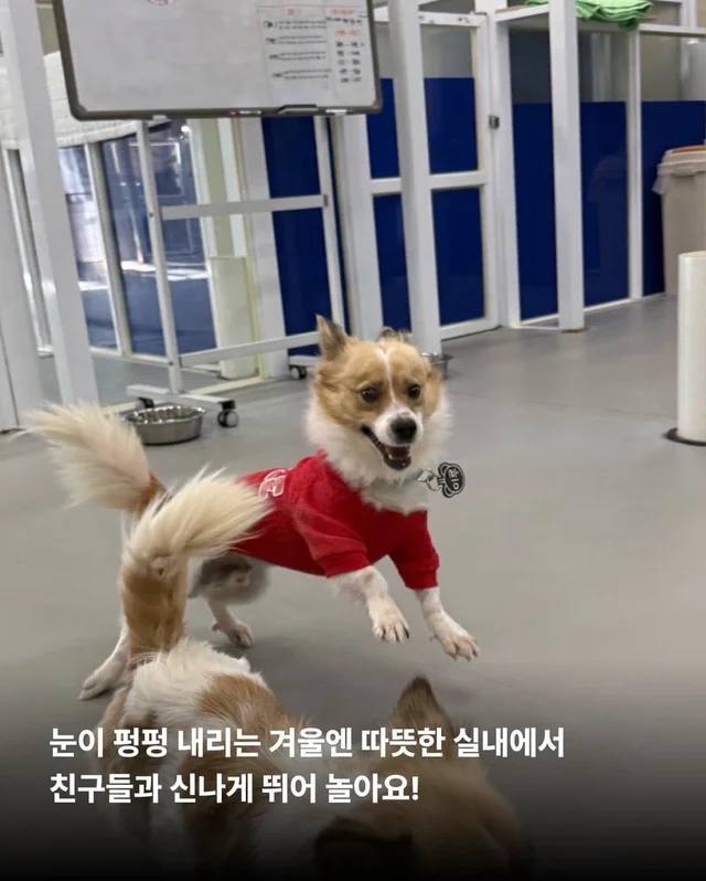 가파른 옥상에서 구조된 24마리의 기적 현장 사진