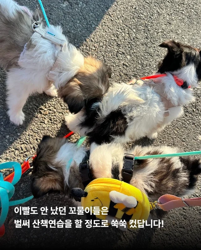 가파른 옥상에서 구조된 24마리의 기적 현장 사진