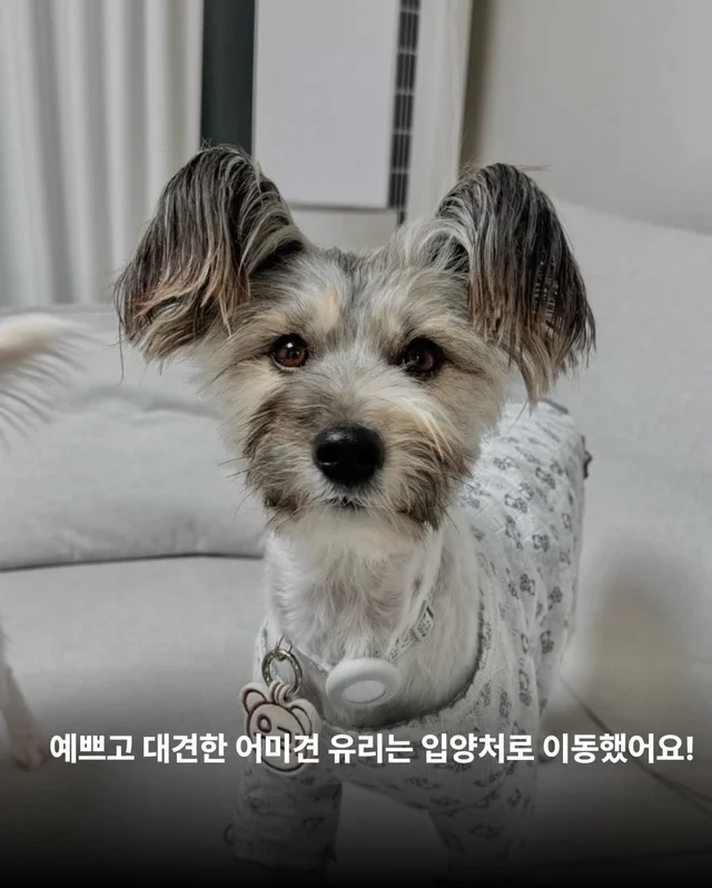 가파른 옥상에서 구조된 24마리의 기적 현장 사진