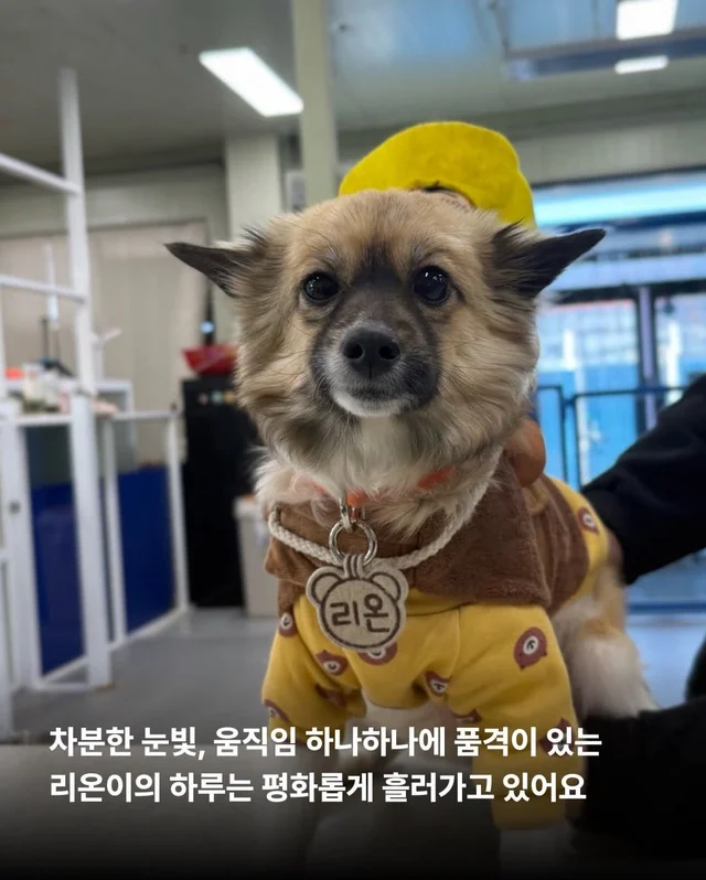 가파른 옥상에서 구조된 24마리의 기적 현장 사진