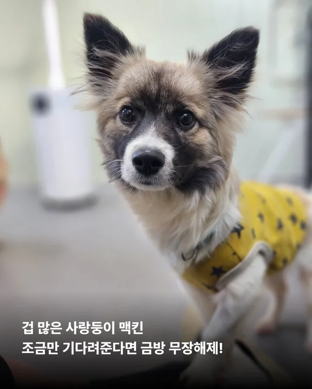 가파른 옥상에서 구조된 24마리의 기적 현장 사진