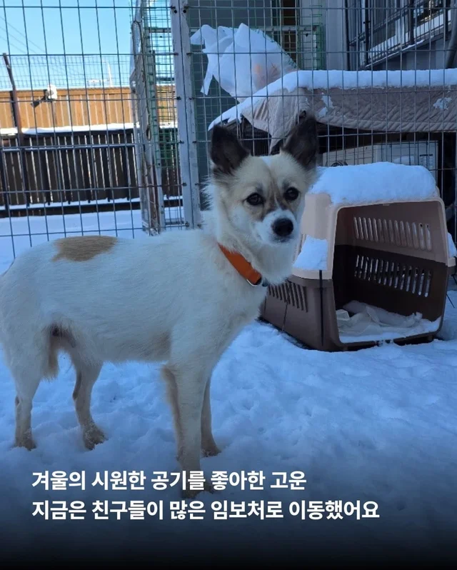 가파른 옥상에서 구조된 24마리의 기적 현장 사진